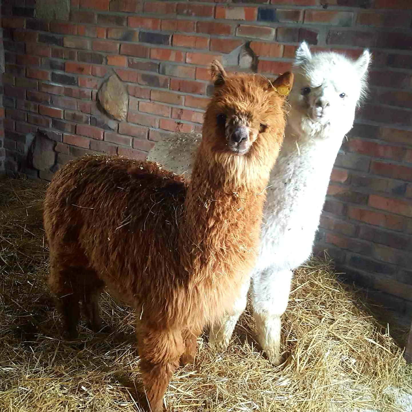 Szlak Ginących Zawodów